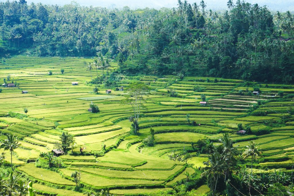 Beautiful view of a rice terrace in Southeast Asia