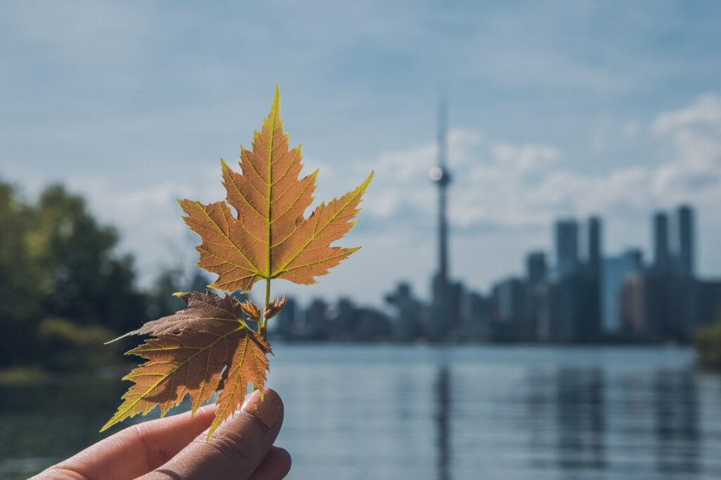 Maaple Leaf of Toronto