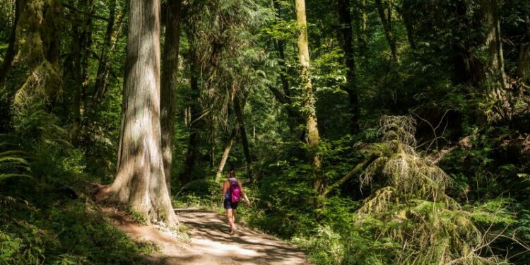 What To Do In Portland_forest park