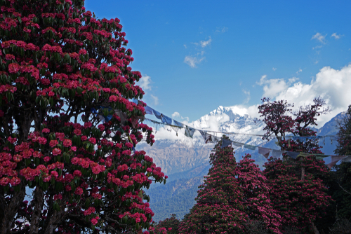 Best time to visit Nepal_rhododendron