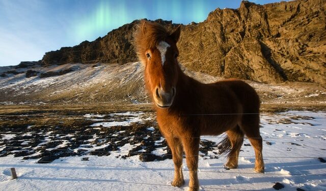 attractions in Iceland_horse