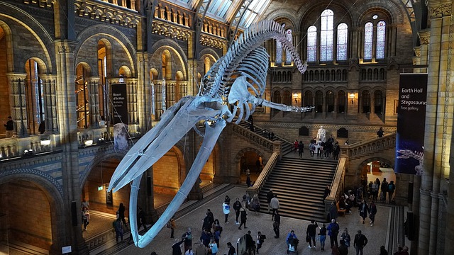 free things to do in London_National history Museum