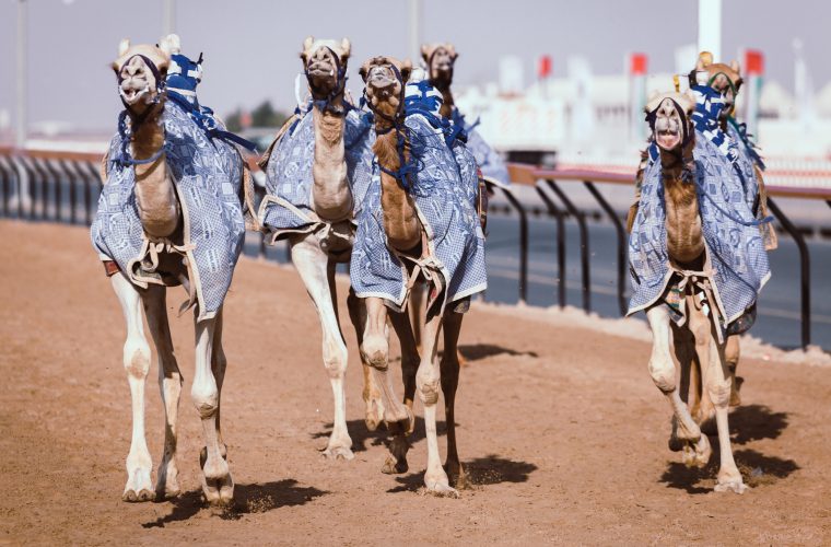 Camel racing near Doha