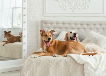 pet Friendly Hotels in New York