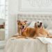 pet Friendly Hotels in New York