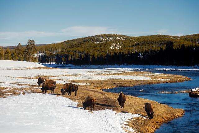 bison, Yellostone, Montana
