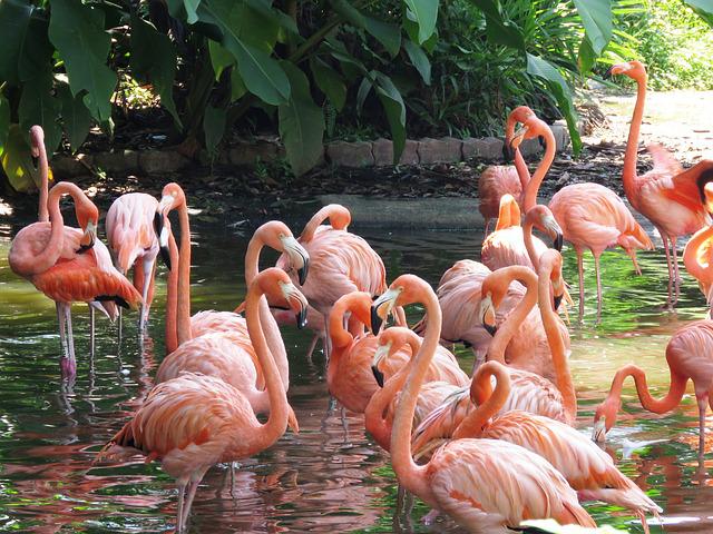 places to visit in singapore_flamingo