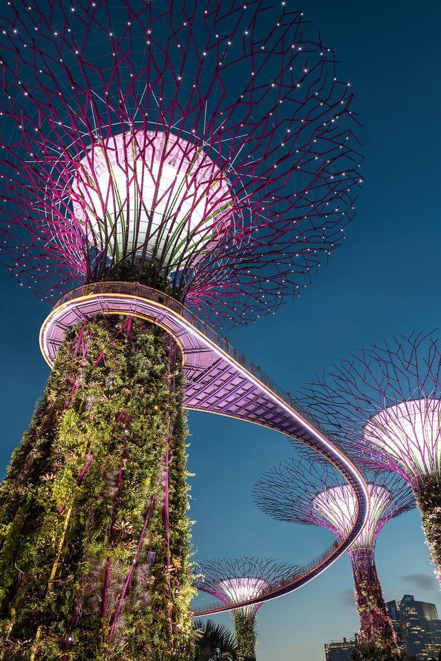 places to visit in singapore_supertrees