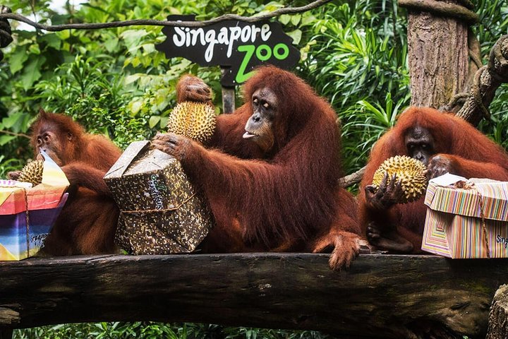 places to visit in singapore_zoo