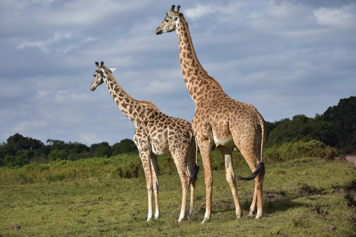 safari in africa_giraffes