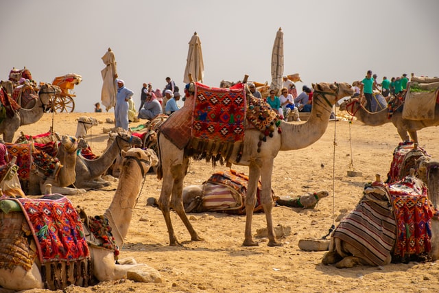 trip to Cairo_camels