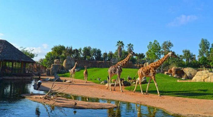Bioparc_places to visit in Valencia