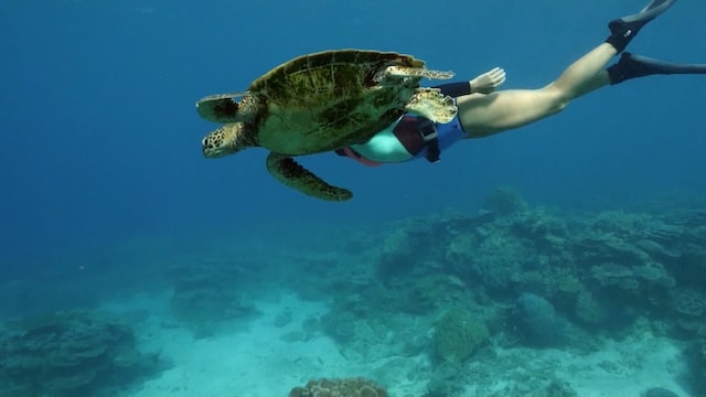 Scuba Diving in Greece with turtle