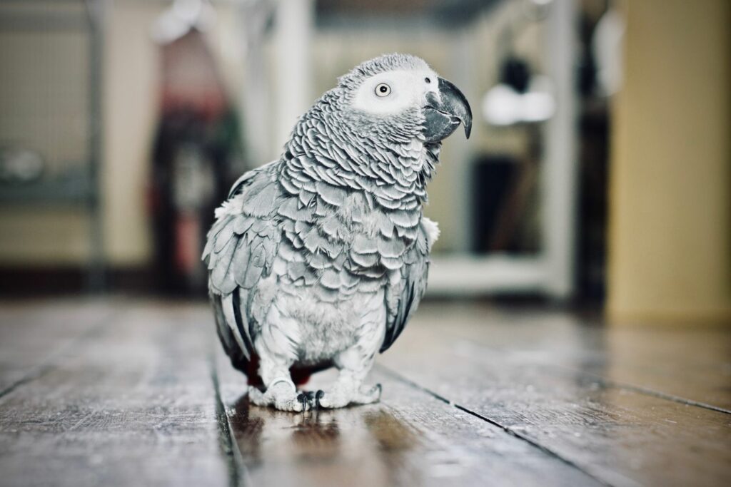 African Grey Parrot on wooden floor