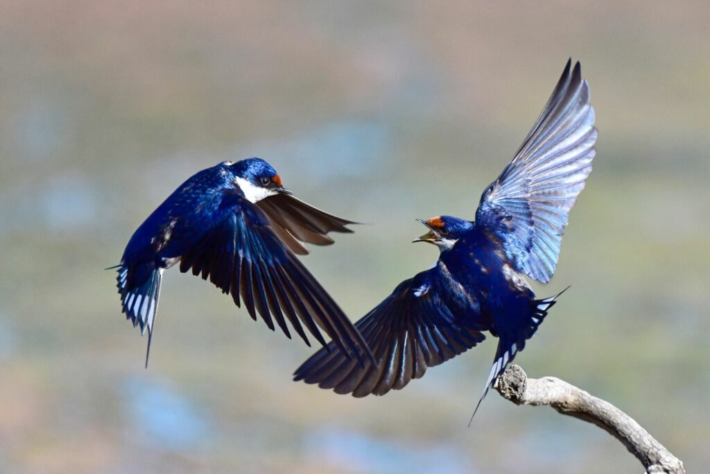 pair of blue swallows flying