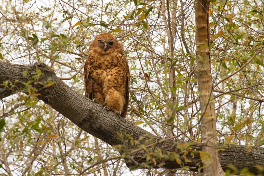 Pel's Fishing Owl perched on tree branch