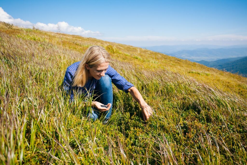 Woman foraging wild berries for food