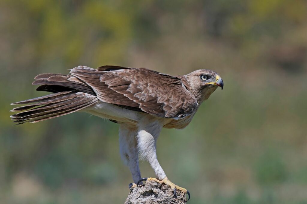 Close-up of Bonelli's Eagle perched on a branch