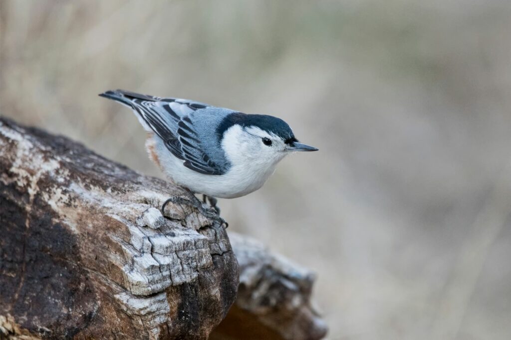 Corsican Nuthatch perched on tree bark