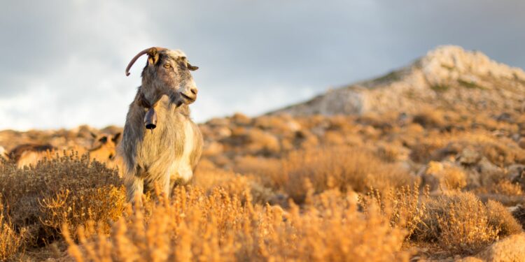 Goat in natural habitat in Crete, Greece nature and wildlife