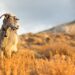 Goat in natural habitat in Crete, Greece nature and wildlife