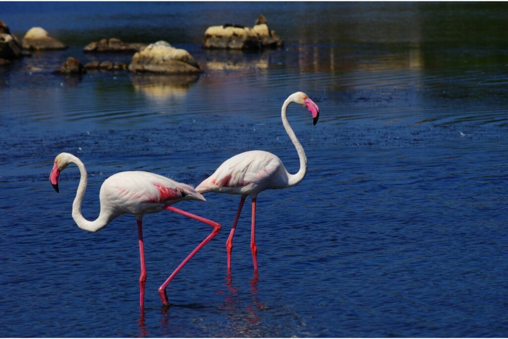 Pink flamingos standing in the water nature and wildlife