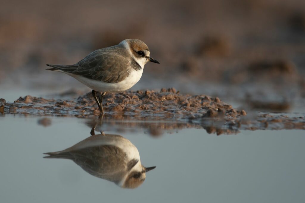 Kentish Plover on small puddle