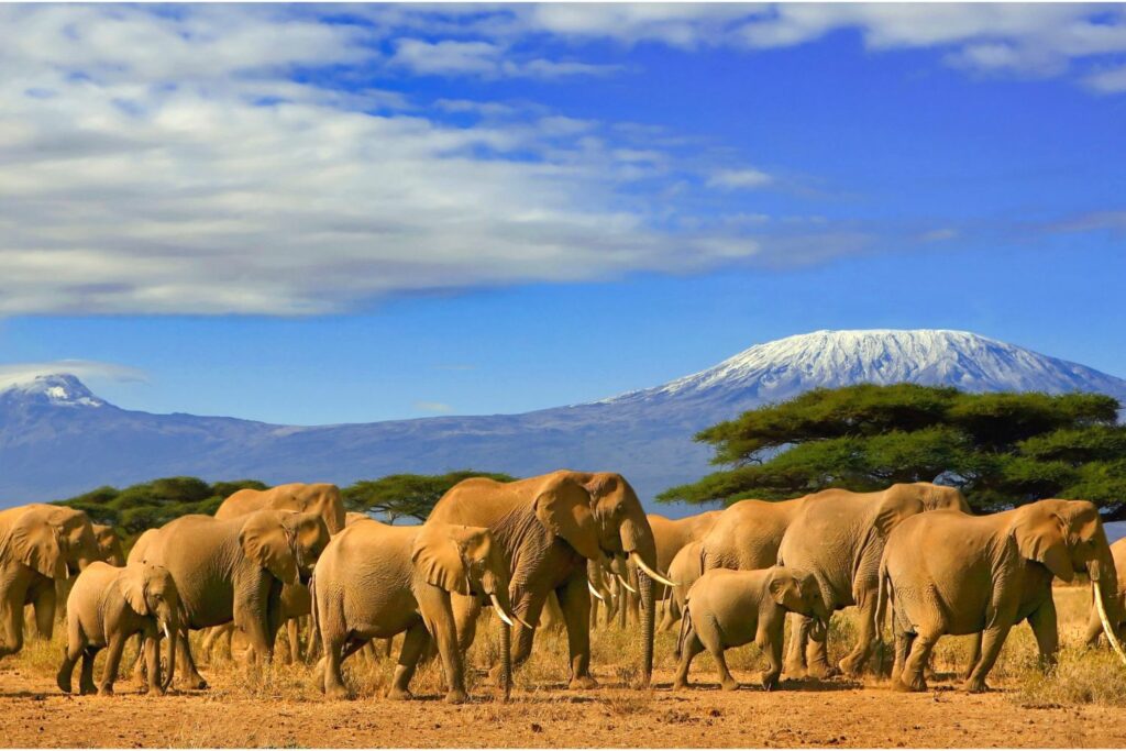 Elephant Photography Safaris, Serengeti National Park, Tanzania (Source: Canva)