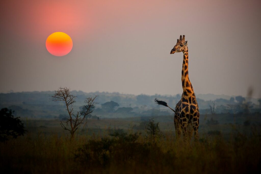 Photography Safaris: View Of A Giraffe In Sunset (Source: Canva)