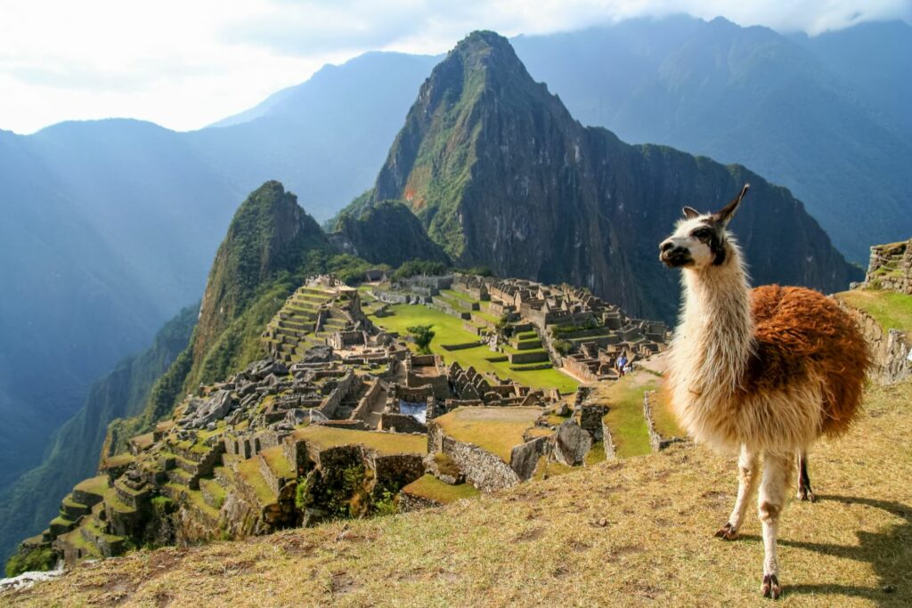 Andes Photography Tour: Lama In Machu Picchu Trail (Source: Canva)