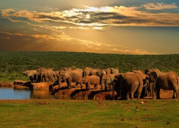 Addo Elephant National Park - Destinations in South Africa