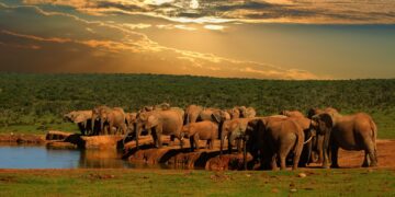Addo Elephant National Park - Destinations in South Africa
