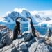 Chinstrap penguin, Antarctica - Destinations in Antarctica