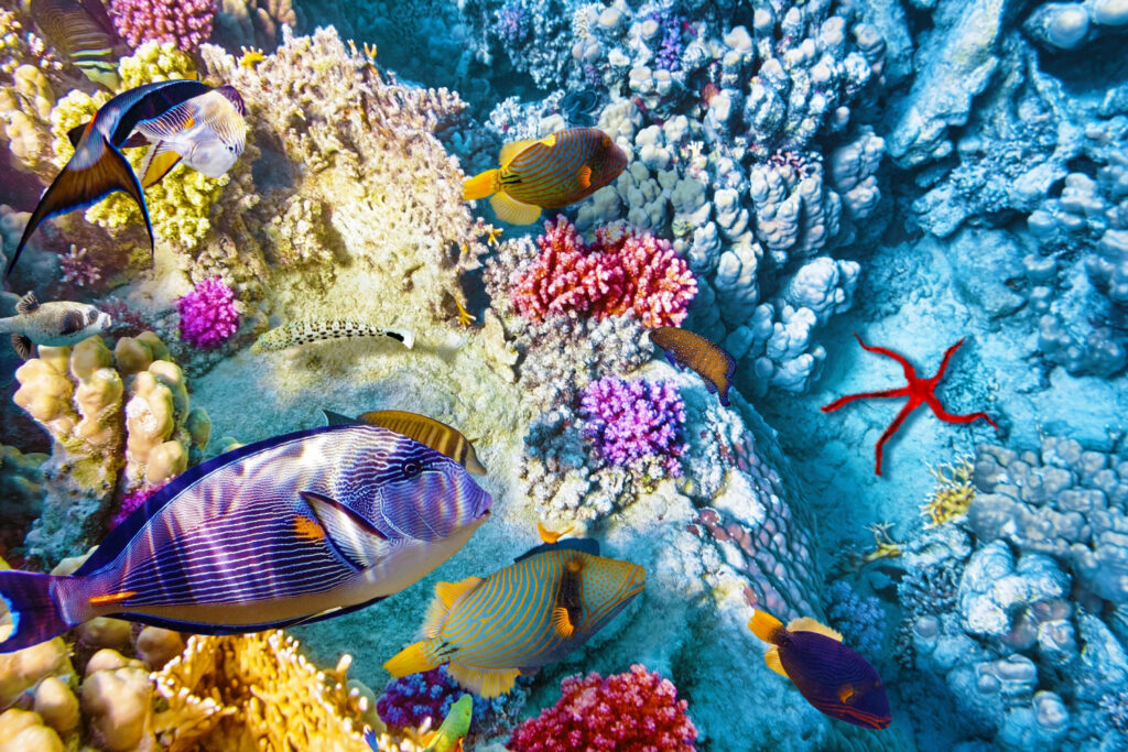 underwater world with vibrant corals and sea creatures
