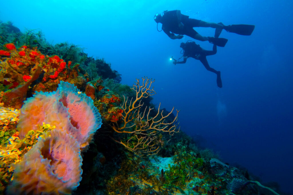 diving in great maya reef playa del carmen