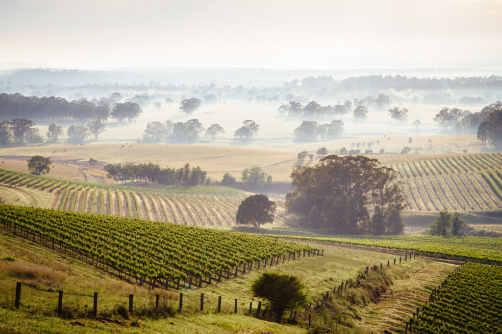 Captivating sunrise in Hunter Valley wineries, scenic vineyard landscape
