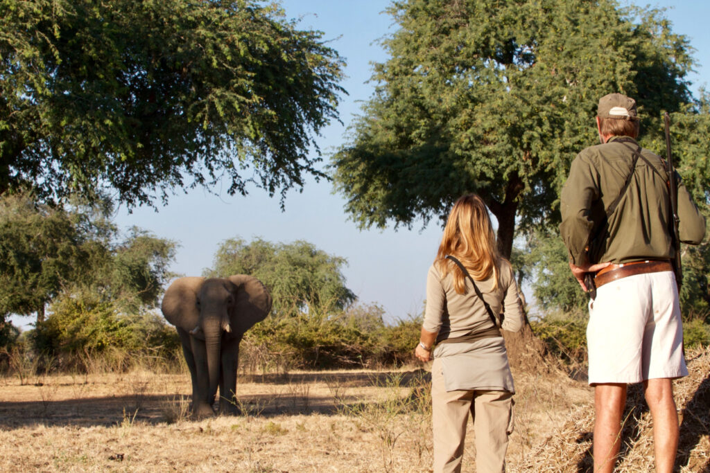 A blonde girl and an armed ranger in front of an African elephant during a walking safari in Zimbabwe