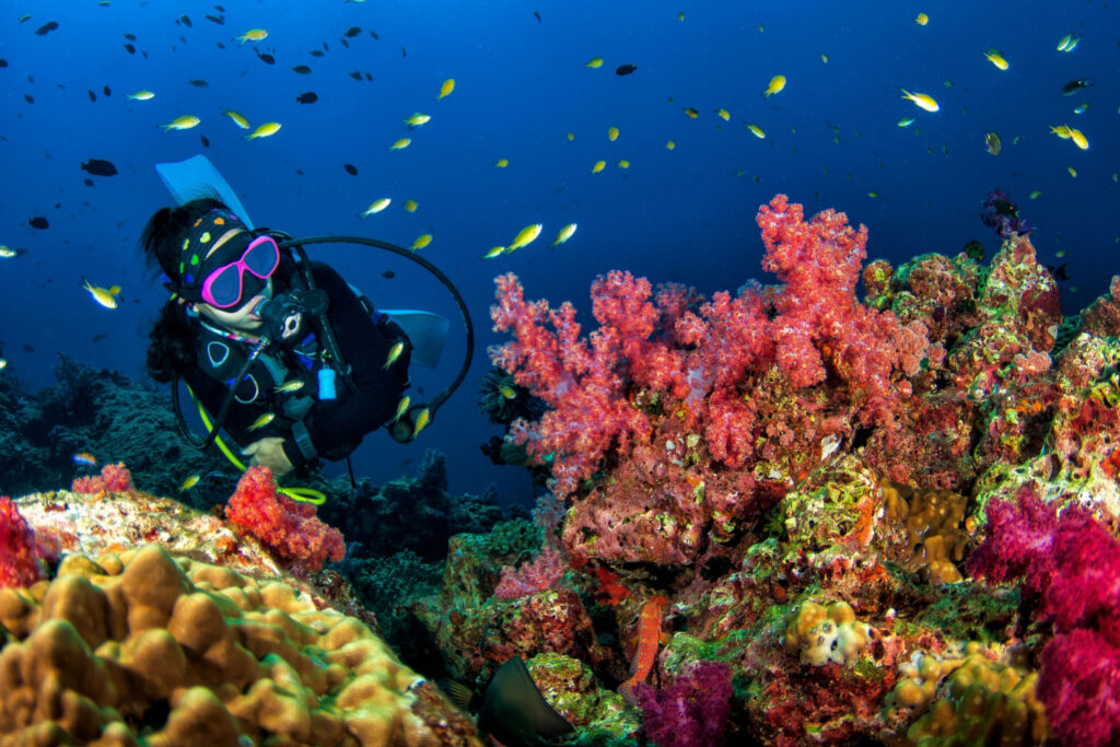 young woman scuba diving amidst vibrant corals of the great barrier reef