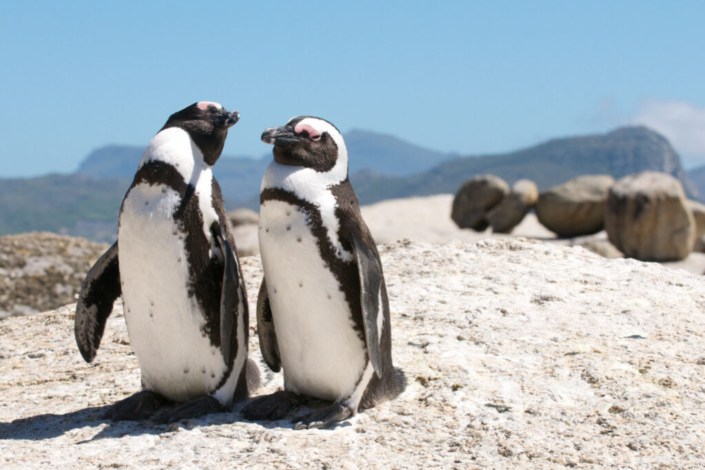 boulders penguins and must-try things to do in cape town