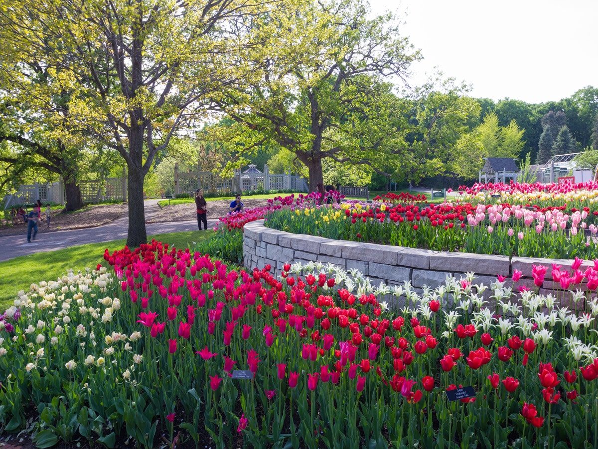 Blooming tulips in spring at Minnesota Landscape Arboretum
