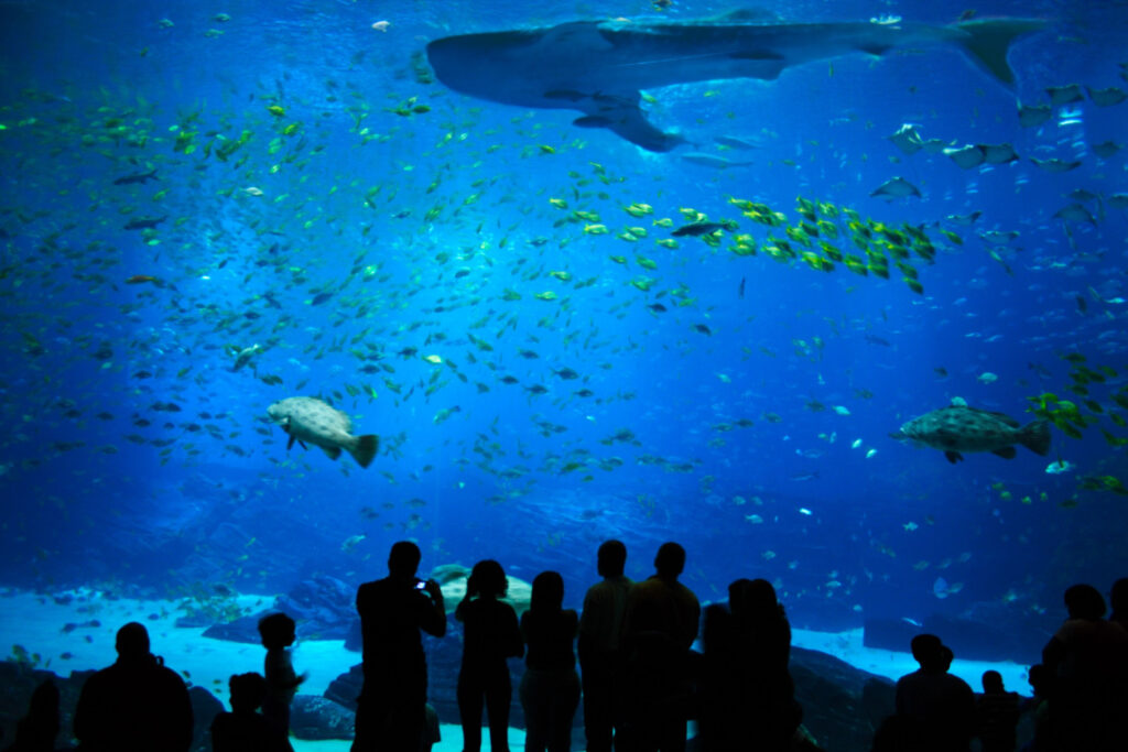 aquarium of the pacific - free things to do in long beach