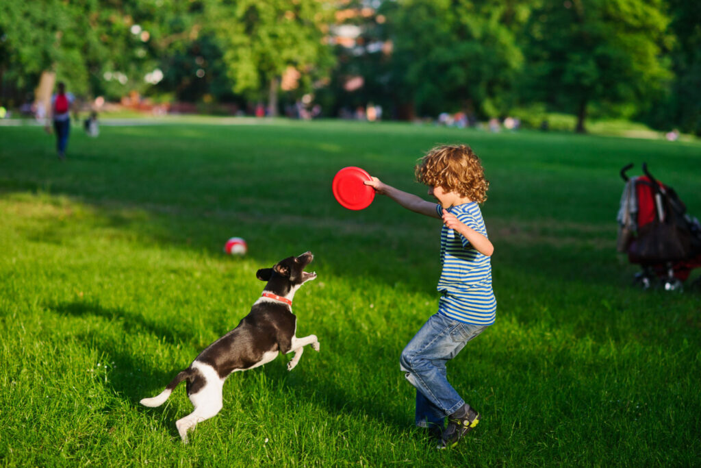 small dogs at play - discover dog-friendly parks in dallas