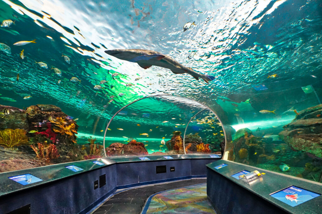 underwater tunnels ripley's aquarium of canada