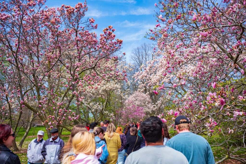 free things to do in rochester ny with colorful flower displays at lilac festival