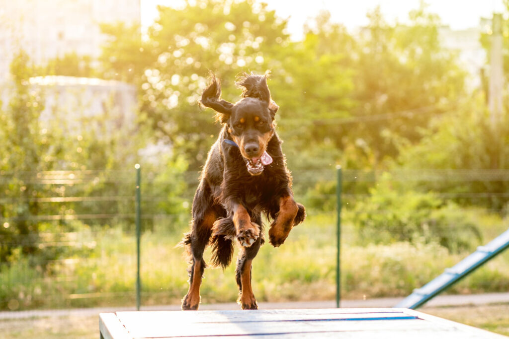 scottish setter agility - find the best dog parks in dallas, texas