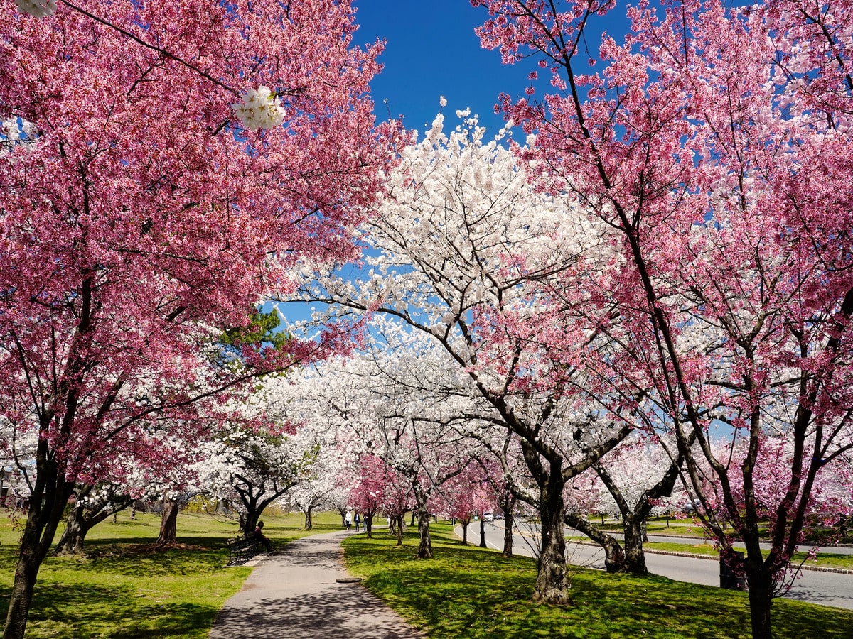 Cherry blossoms at Newark, NJ Branch Brook Park