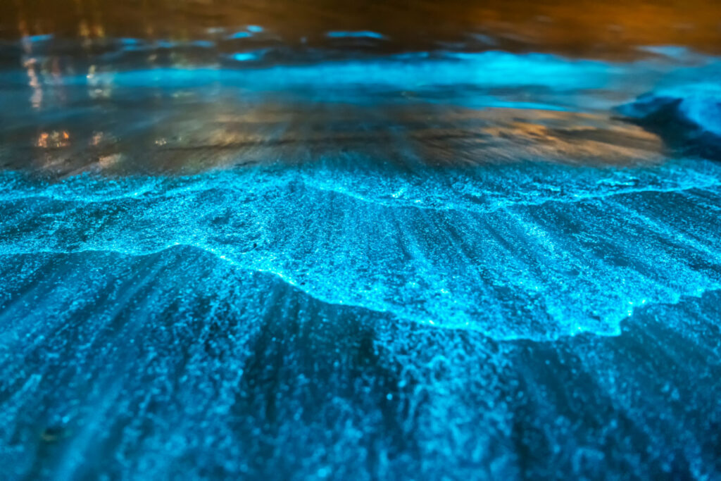 bioluminescence on the beach at night