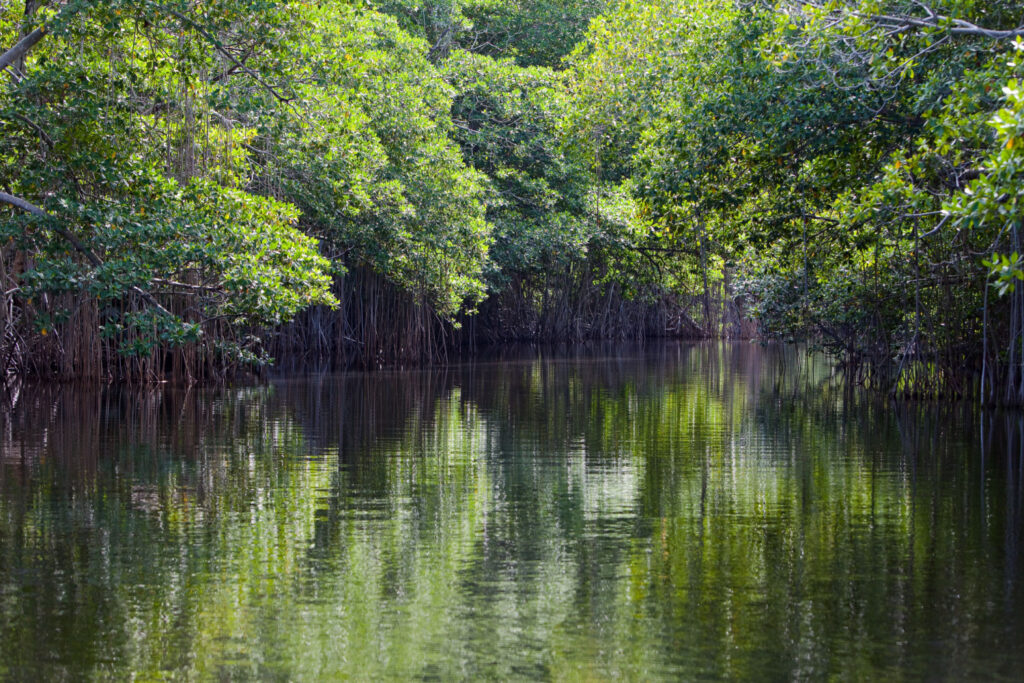 Tropical thickets mangrove forest on the Black river, Jamaica