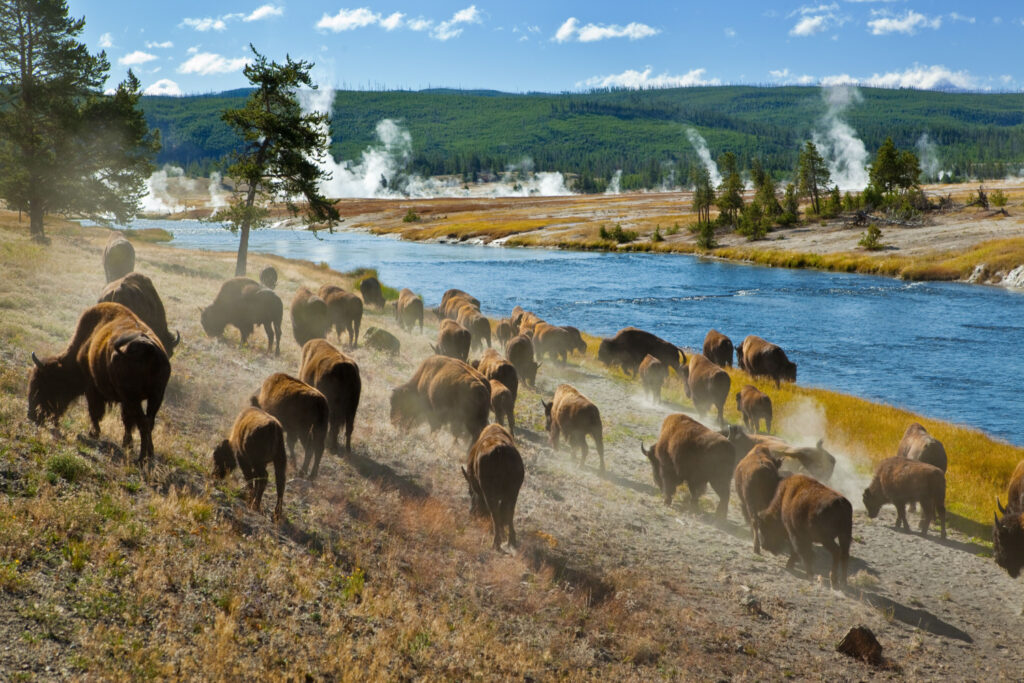 A group of bison swiftly traverses the Firehole River within Yellowstone National Park