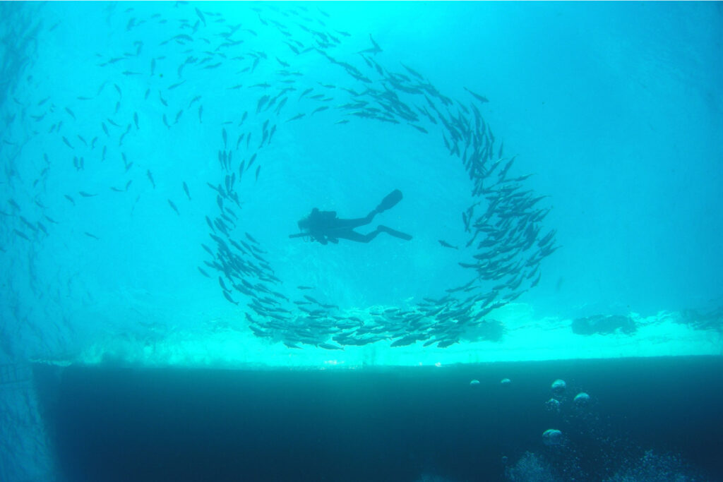 Diver surfaces amid a ring of fish at Flower Garden Banks National Marine Sanctuary